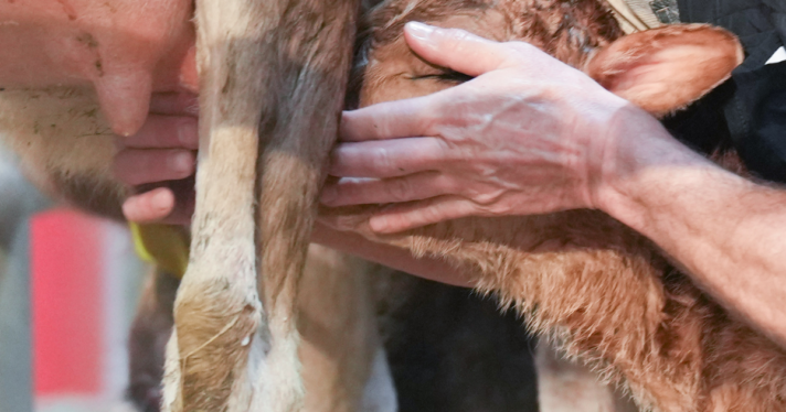 A vet helping a calf drink from a cow udder