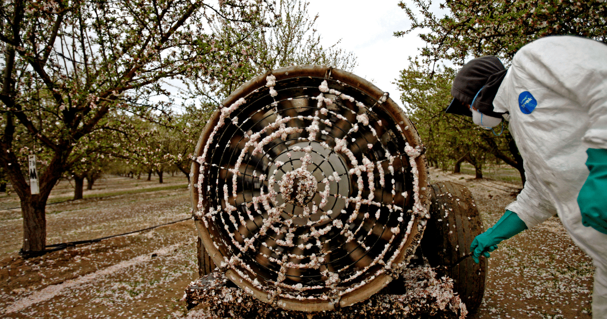 California Almonds Depend on Billions of Bees. ‘Bitter Honey’ Asks at What Cost