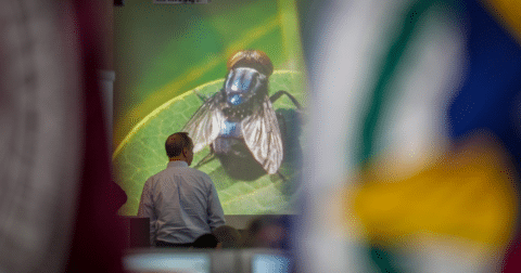 A person standing in front of a screen with a fly projected onto it