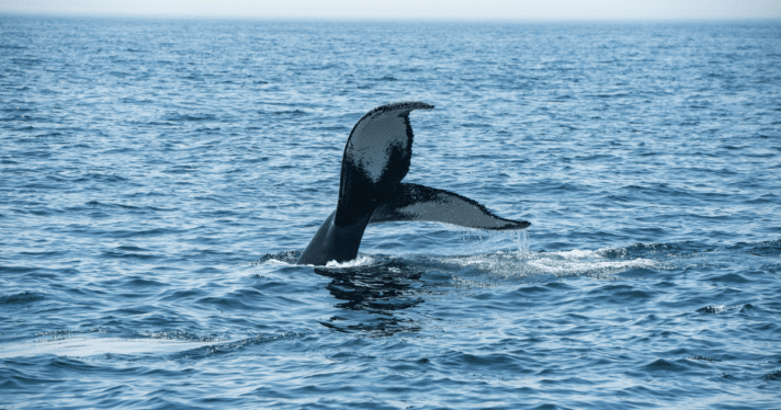 A humpback lowering into the water