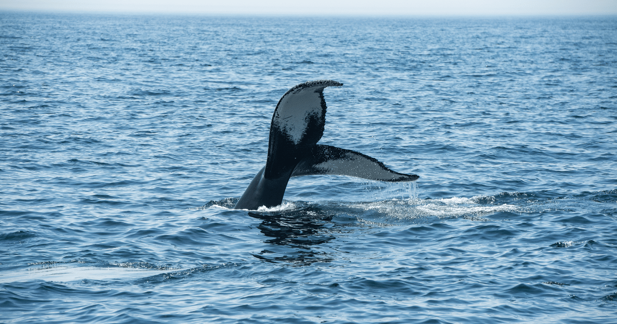 This Key Tool Could Protect Whales and Dolphins Worldwide. Advocates Want the U.S. to Use it.