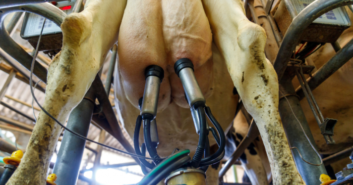 A cow udder in a milking parlor
