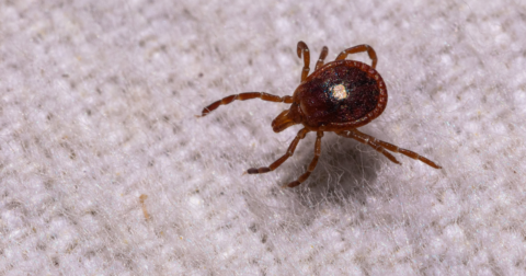 A tick