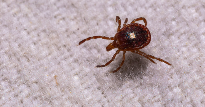 A tick