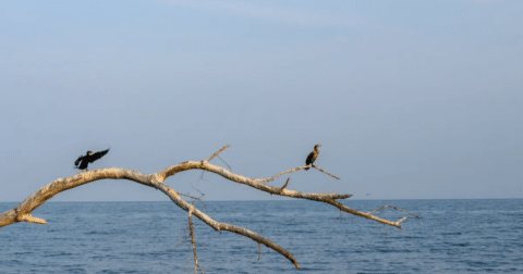 Two cormorants sitting on a branch overlooking the water