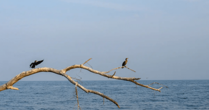 Two cormorants sitting on a branch overlooking the water