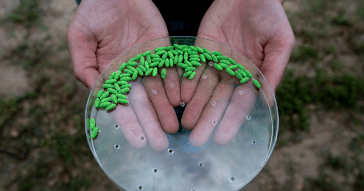 A container of sterile, green screwworm pupae