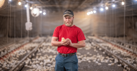 A man holding a chick on a chicken farm