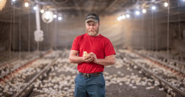 A man holding a chick on a chicken farm