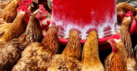A group of chickens eating feed together