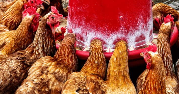 A group of chickens eating feed together