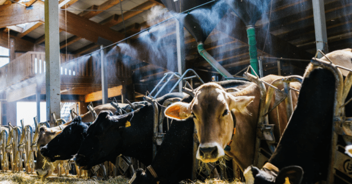 A group of cattle on a farm