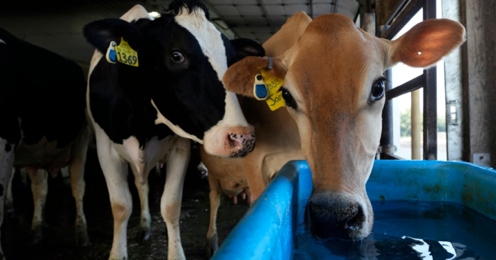 Heat stress hits dairy quality as well as quantity, study…