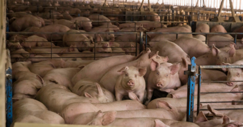 A crowd of pigs in a CAFO