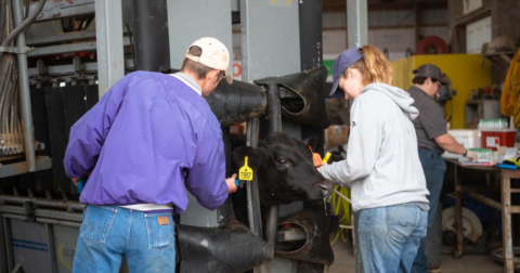 A cow getting examined by two people