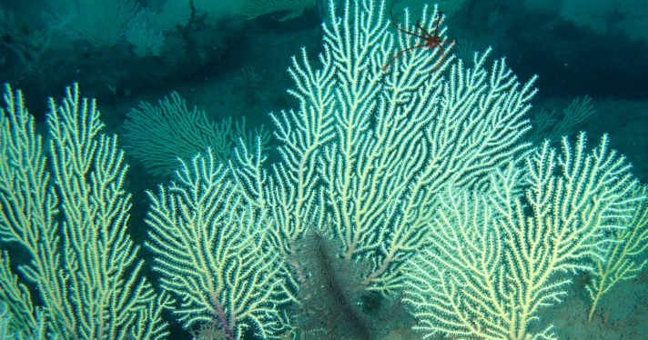 A coral reef