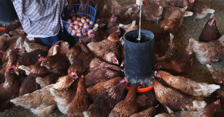 A group of chickens eating on a farm