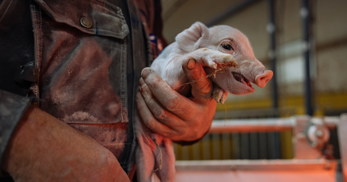 A piglet in distress being held by a farmer