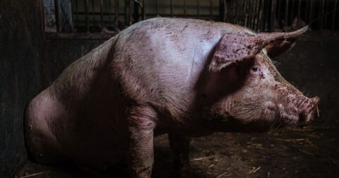 Denmark's pig election rewrote factory farm politics