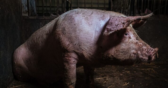 Denmark's pig election rewrote factory farm politics