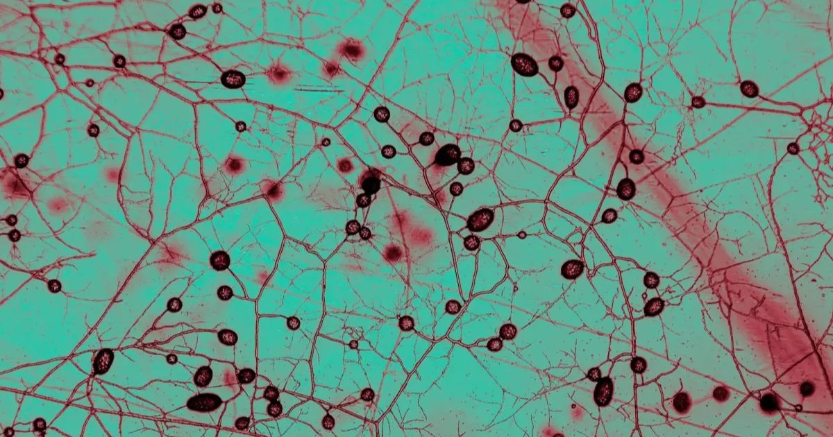 This Unfathomably Huge Fungal Network Keeps Earth Cool and Green