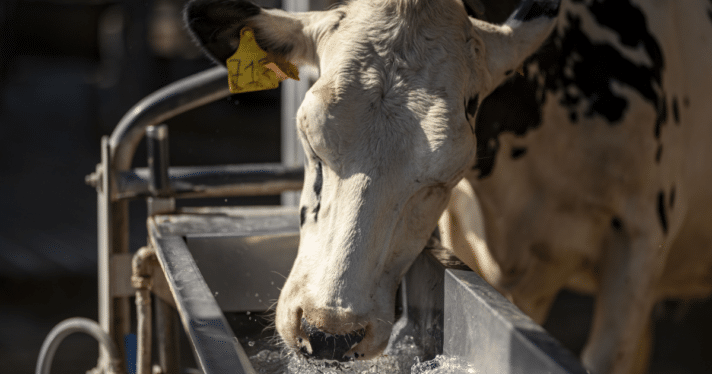A cow drinking water