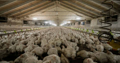 A factory farm packed with chickens
