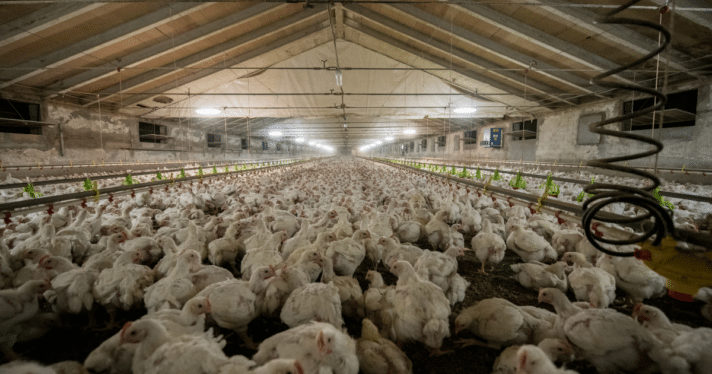 A factory farm packed with chickens
