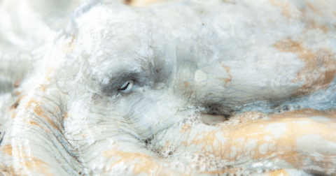 An octopus