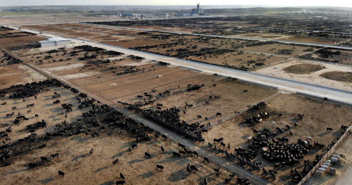 A cattle feedlot