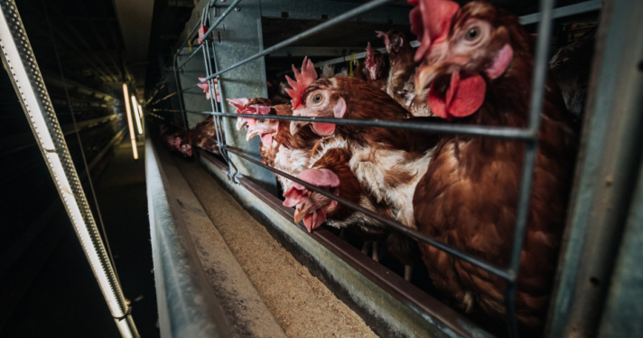 A dark factory farm with small cages packed with many chickens