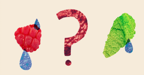 A raspberry, a question mark, lettuce, and drops of water