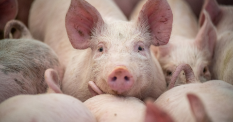 A group of pigs