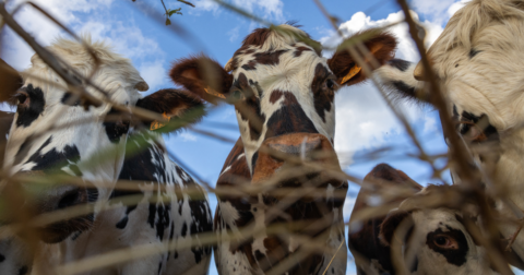 A group of cows looking down at some grass