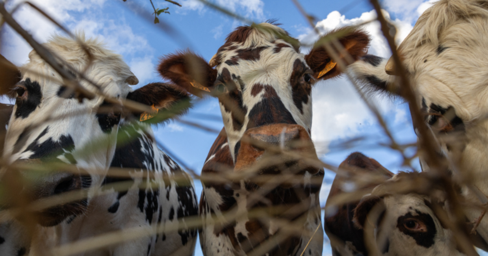 A group of cows looking down at some grass