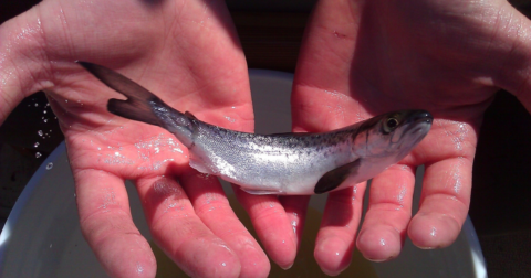 A young salmon in a person's hands