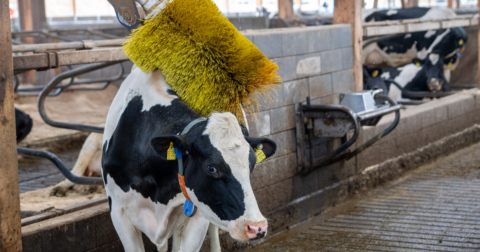 A cow rubbing against a large cow brush