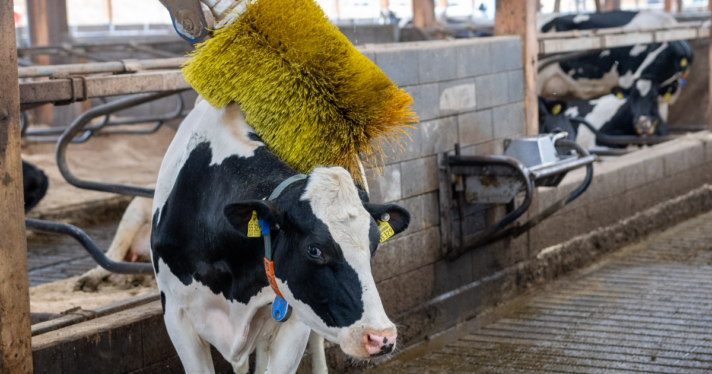 A cow rubbing against a large cow brush