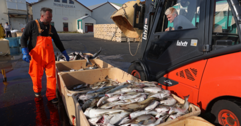 Fishermen sorting fish in different boxes