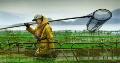 A man with a long net walking through a salmon farm