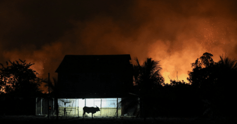 A cow standing near a small house with fires raging in the background