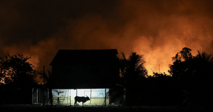 A cow standing near a small house with fires raging in the background