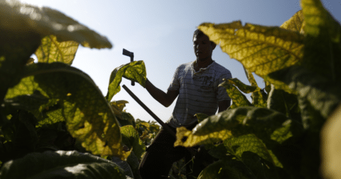 A farmworker amongst tobacco plants