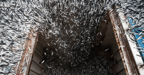 Large quantities of anchovies getting sucked into an anchovy boat