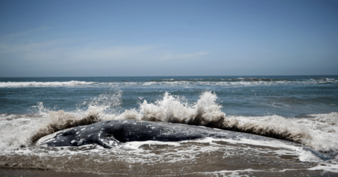 A dead gray whale washed up on the beach