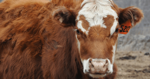 A beef cow