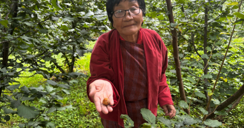 A hazelnut farmer in Paro Valley, Bhutan faces the viewer and holds a hazelnut in her hand. She is dressed in red, with short dark hair and glasses, and standing in a grove of hazelnut trees.