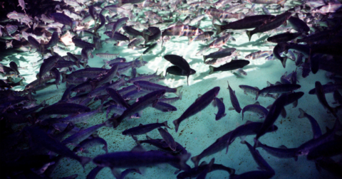 Salmon in swimming in a pen on a farm