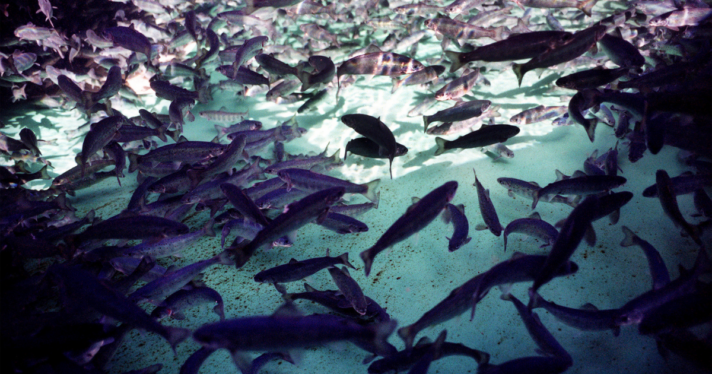 Salmon in swimming in a pen on a farm