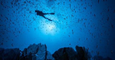 A scuba diver swimming in the ocean with a school of fish